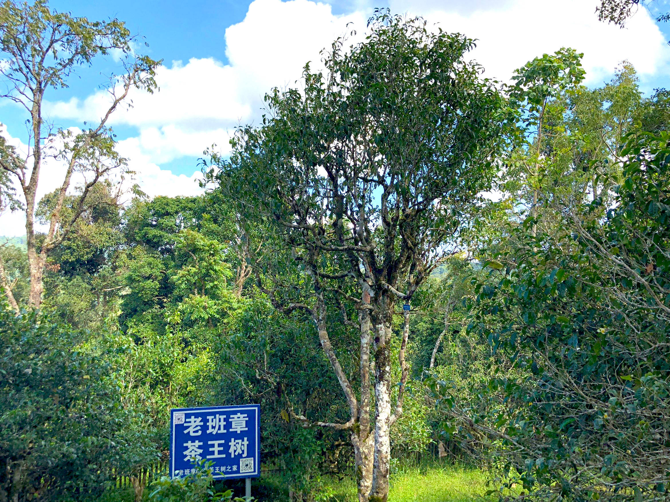 百年普洱茶树图片图片