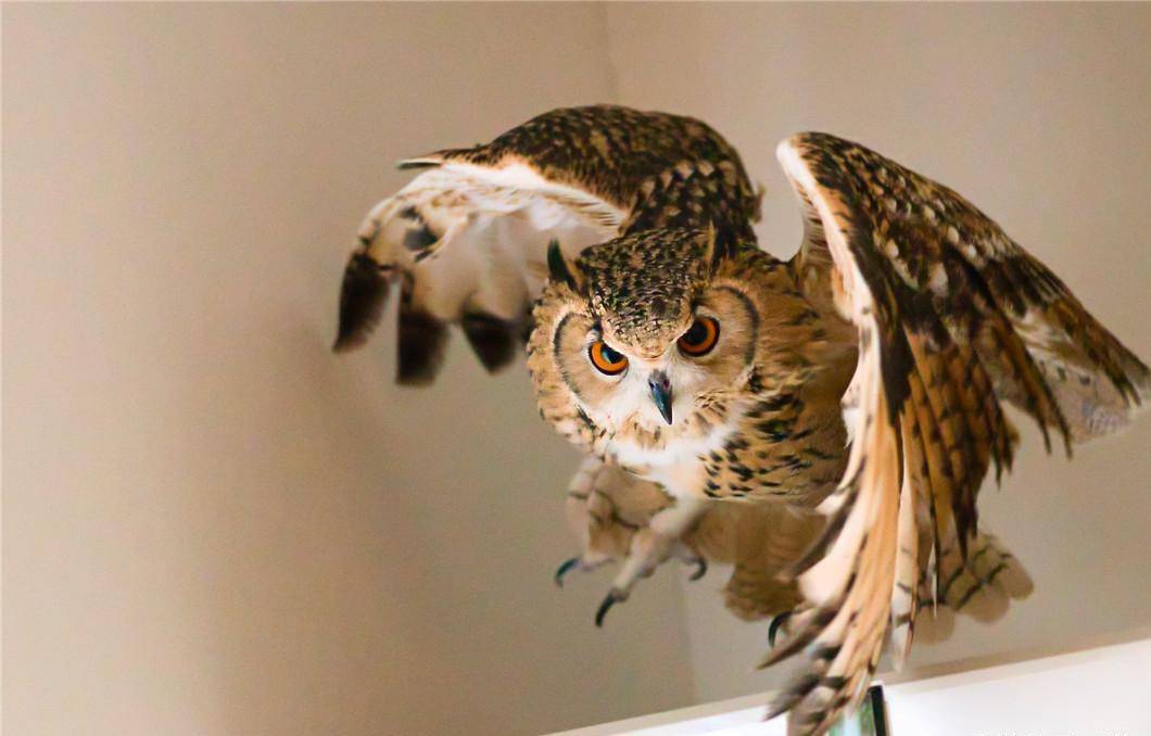 虽然一些国家的宠物主被允许饲养猫头鹰(比如:日本和英国),但是在我国