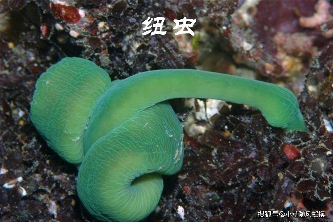 原创深海蠕虫多奇葩，扁形虫最鲜艳漂亮，还好吃