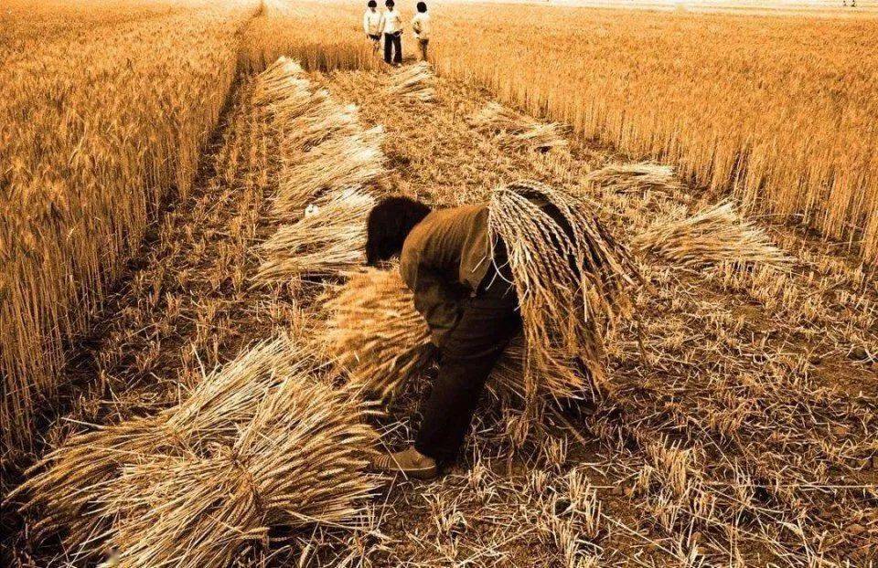 农村80后再也没有麦收假再也体会不到从麦秸垛上滑下来的快乐