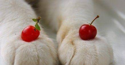 猫喜欢咬手咬脚 11c14f16ee0346b78dc029f6c32eba35.jpeg