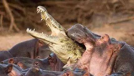 动物咬合力排名_咬合力第一的动物(2)