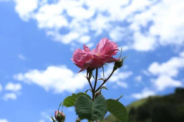 云朵玫瑰粉色外表下的秘密 想知道吗 花青素