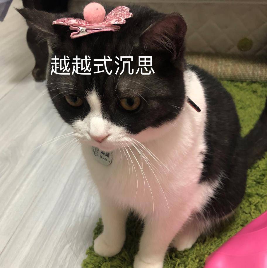 人猫共患4大传染病