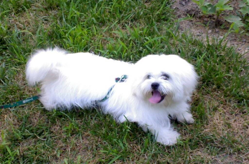 高颜值的马尔济斯犬和比熊犬 那种是你的最爱 毛发