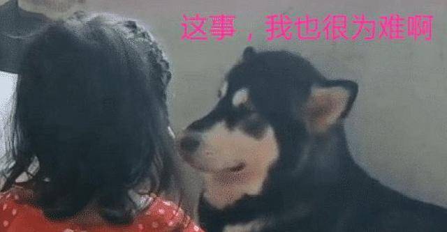 小主人被揍，小主人找狗狗幫忙，狗狗看了女主一眼表示：無能為力 萌趣萌寵 第2张