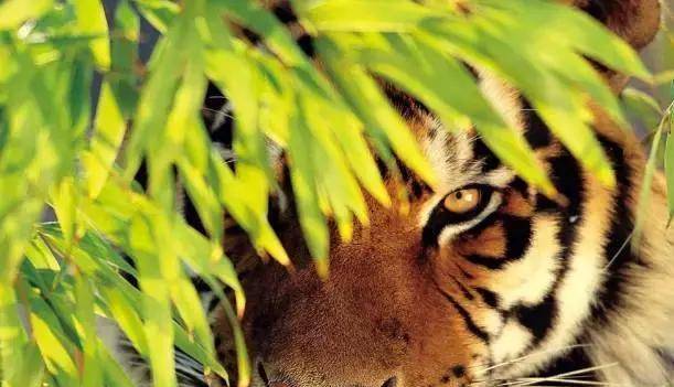 动物咬合力排名_咬合力第一的动物