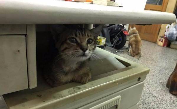 怎样抓流浪猫 d6766906494f4647924eaf9e73fabfbe.jpeg