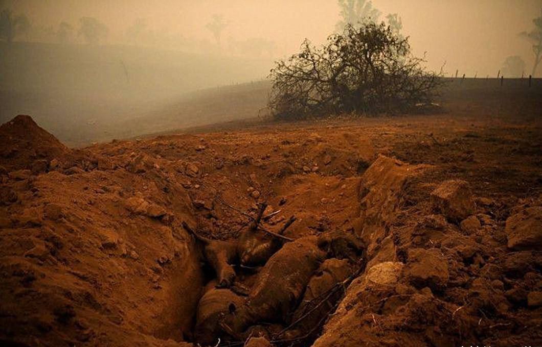 原创澳洲丛林大火过后,数百万只动物曝尸荒野,新的难题出现