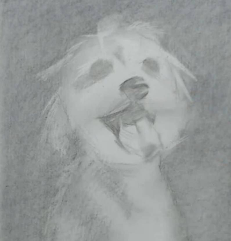 狗狗怎么画素描 fda3bfa4d25a4a1babd75bcd600e879e.jpeg