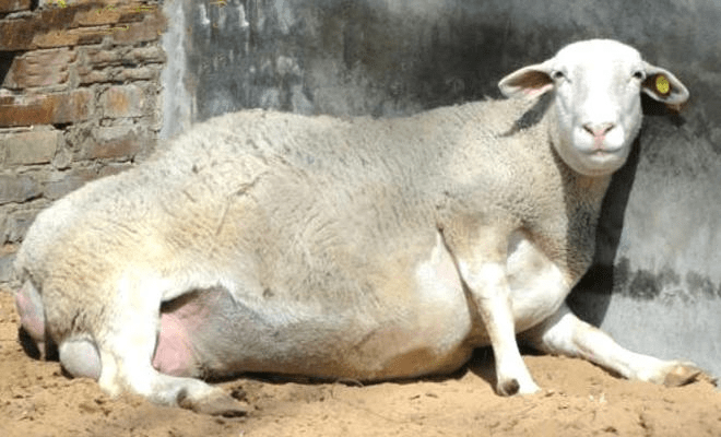 母羊 肥大图片