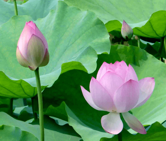 6月鸿运当头