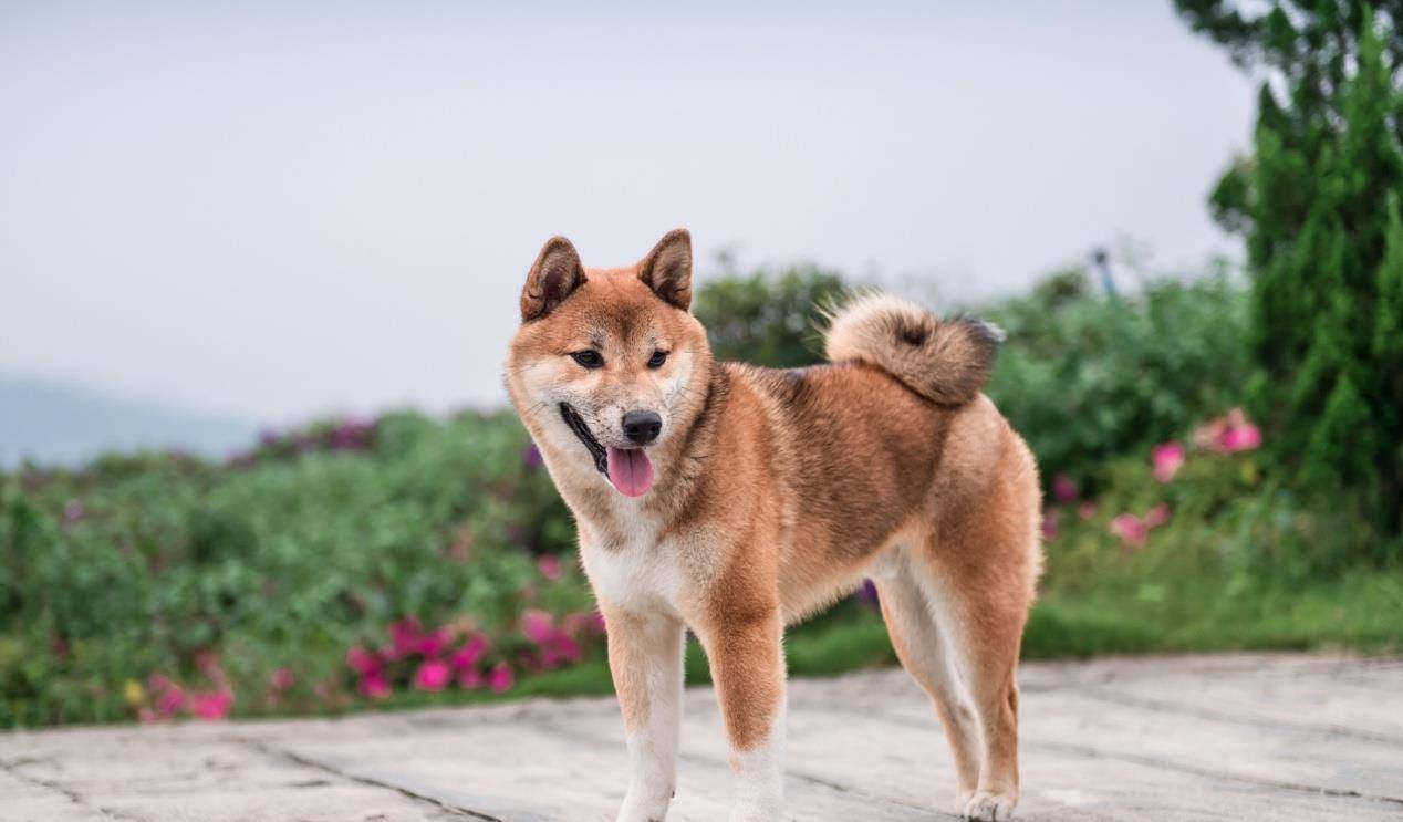 卷尾易区分狼和狗 除了柴犬萨摩 13种卷尾狗你认识几种 尾巴