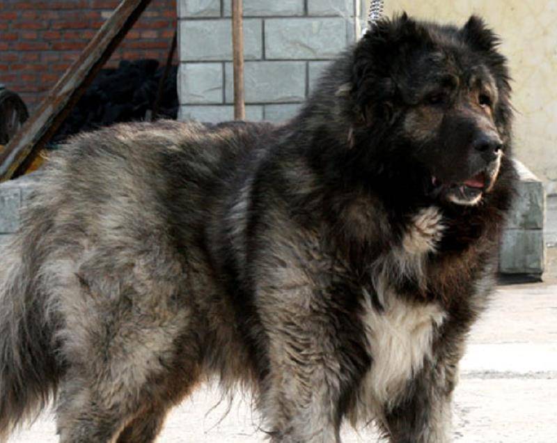 世界上最大的狗高加索 238da2dcb5ff4390af5e676ebe14193e.jpeg