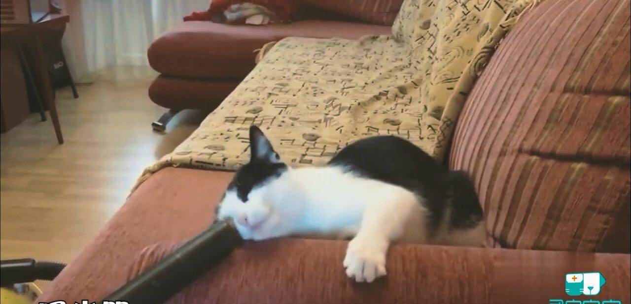 辟谣 猫咪不出门 也会得猫藓 主子