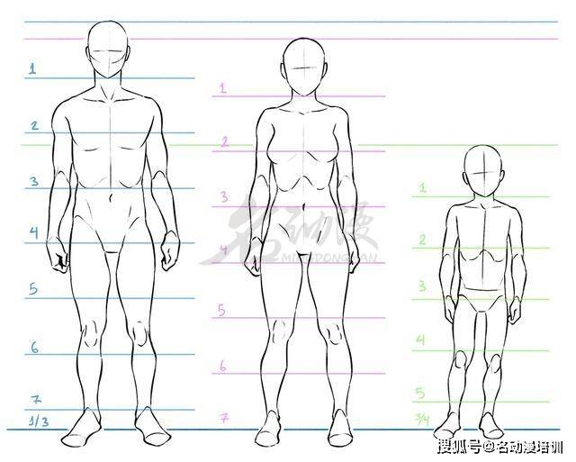 如何看身高比例 ae2b5adacd4c4b70b1d5f4122a087793.jpeg