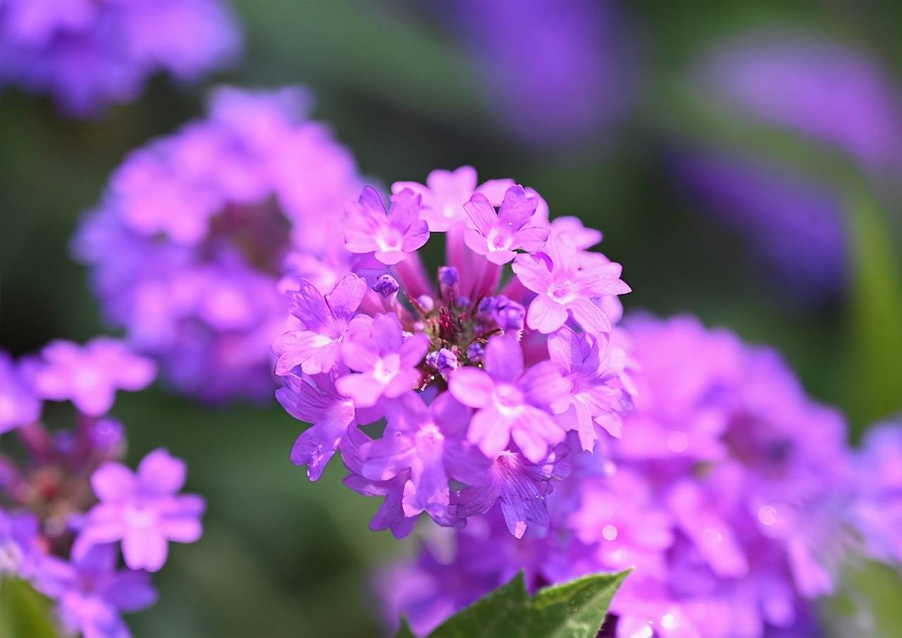 手机微距镜头怎么用_手机微距镜头有用吗_微距镜头手机