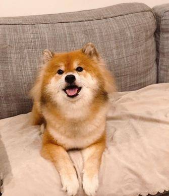 丑萌的 黑芝麻 两年后进化成了黄毛柴犬 网友惊呼 被调包了 小时候