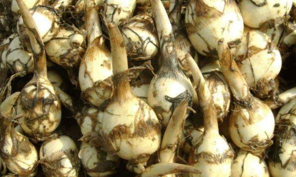 每亩种植成本千元,亩产2500斤,去年收购3元1斤,今年价格掉一半_茨菇