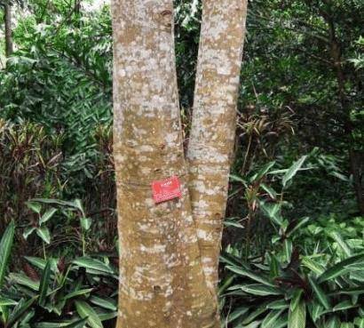 箭毒木入药的主要是它的汁液和种子,它在药理上具有强心,加速心律