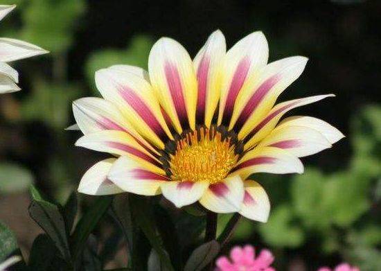 人养花,花也养人,5种花养家里,花团锦簇,花朵硕大花期长