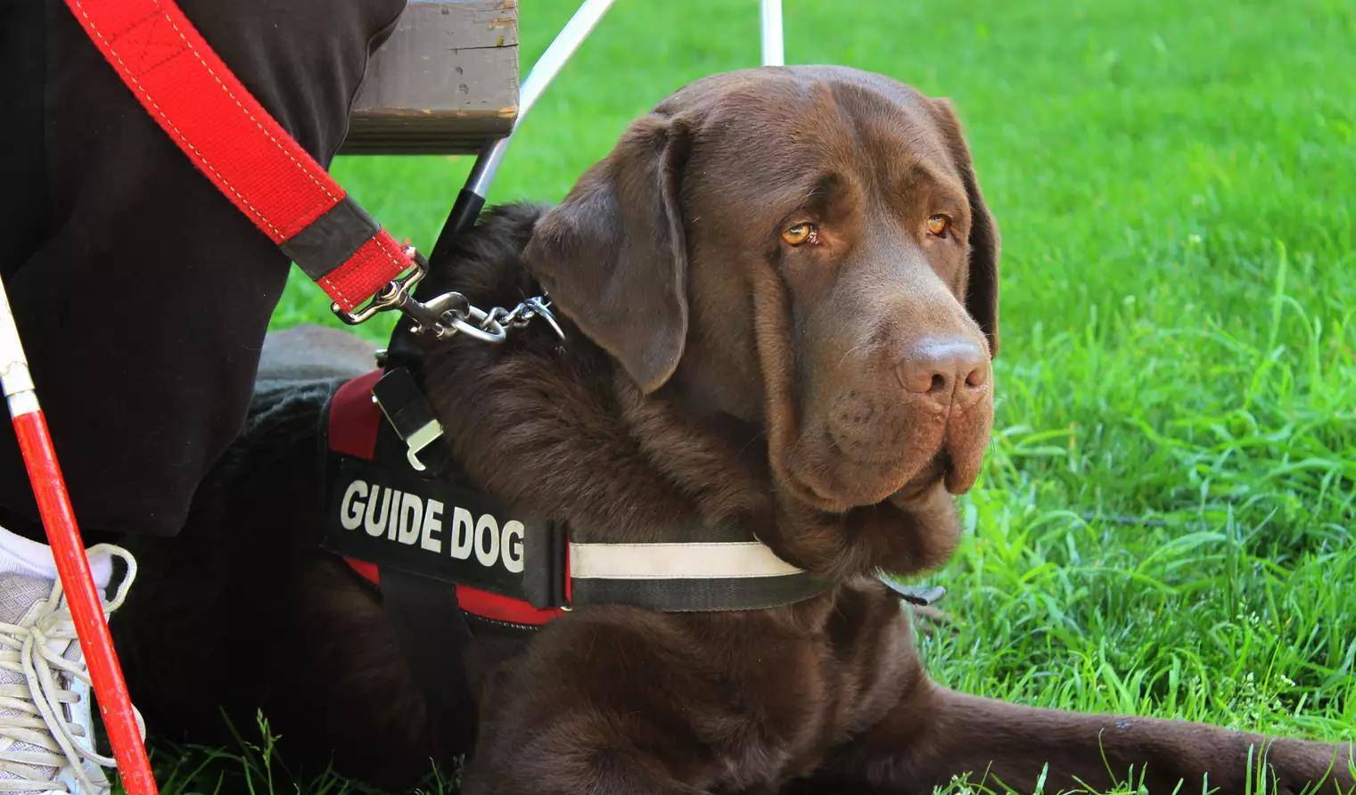 狗为啥不能摸后颈 90a6f30cd2654895b9dbc2863fc00e51.jpeg