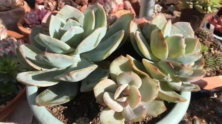 夏季多肉防晒遮阳网选择要合适 选错了要么徒长 要么被晒伤 花友会 夏季多肉防晒遮阳网选择要合适 选错了要么徒长 要么被晒伤 花友会