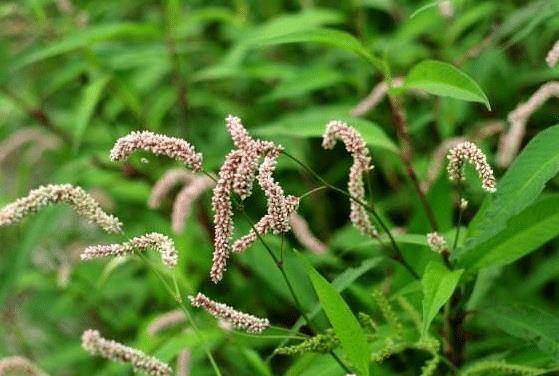 前几年村里还有人用辣蓼草来制作酒曲,一般都是在夏季采收,选择结籽前