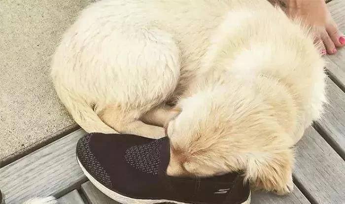 如何给狗狗做鞋子 0c84ebb933944bfdb9b66f7d08a6eef4.jpeg