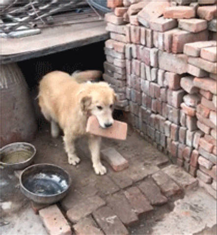 帶金毛回農村老家，被當成土狗養了數月，狗狗日漸消瘦很是委屈 萌趣萌寵 第5张