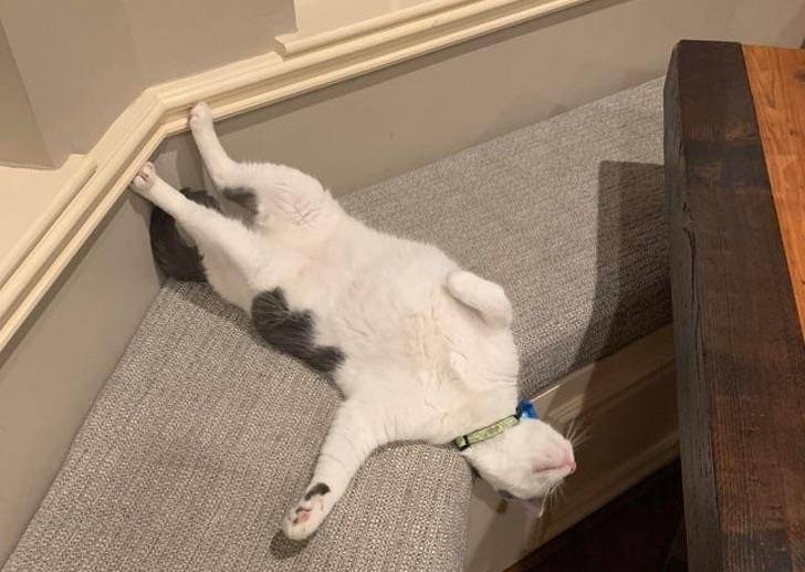 一只猫咪在屋里 52c209d32dc04879a2d47ca52f007052.jpeg