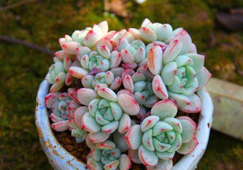 多肉小红嘴真实样子 771a43cbb3b14445aaf1470154c8872d.jpeg