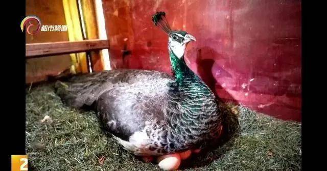 这几天,母孔雀竟然收起了玩心,安静地趴在孔雀蛋上,开始孵蛋了.