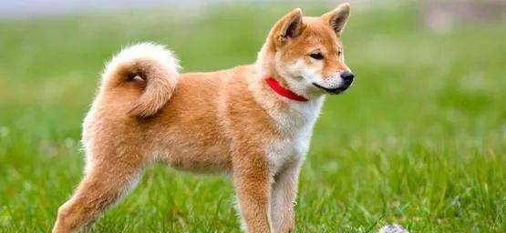 狗狗忠诚排名_忠诚的狗狗图片