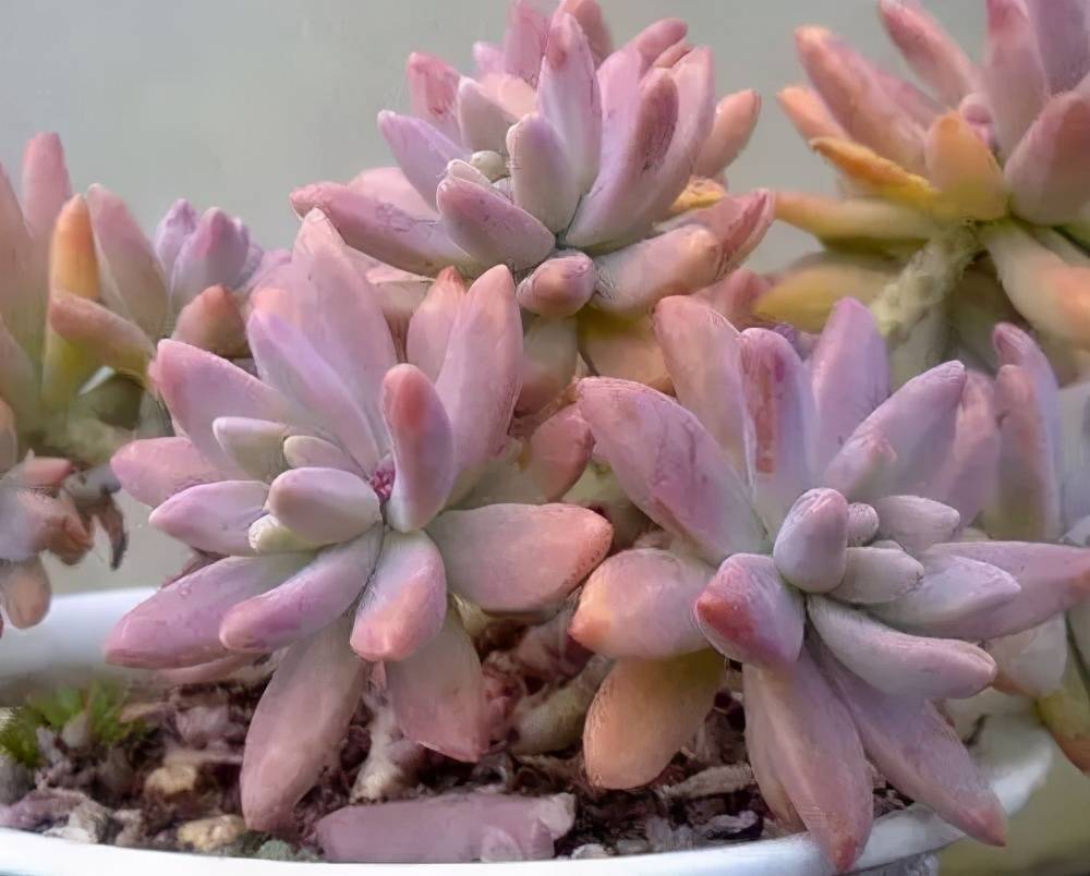 这些多肉夏天不休眠耐热又耐晒皮实好养状态美美哒