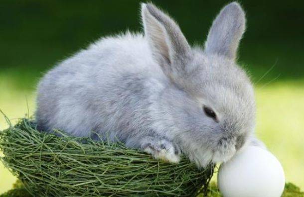 原创属兔人2021年运势,穿3种颜色衣服最旺!6月6日开始转变!