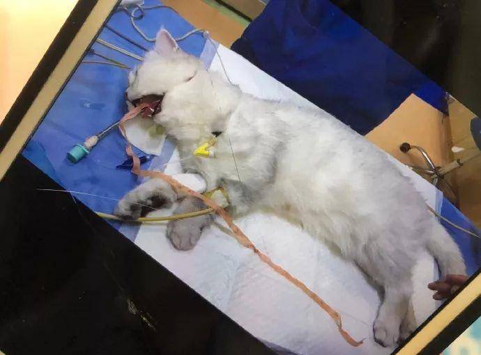 给猫喷药的时候忘记带头套 差点害死我家猫 猫咪