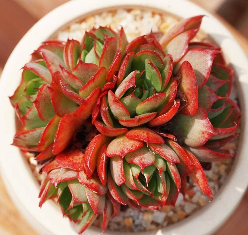 容易群生的多肉央金度夏能力也很强出了状态像火烧云一样漂亮