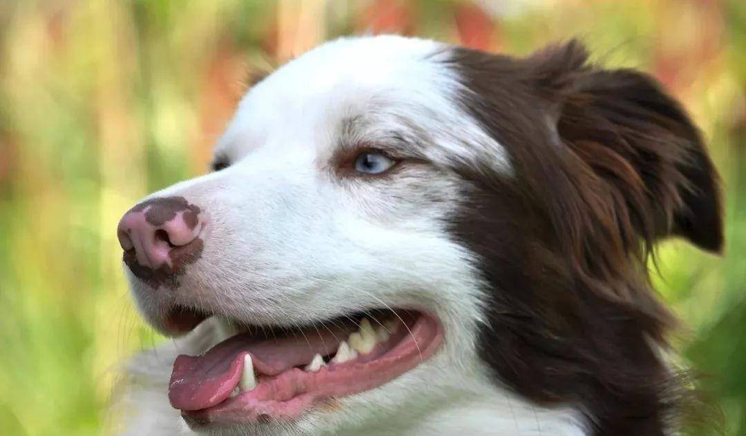 怎么挑选小型土狗 dc8caf402f35464ba78a4332408507d8.jpeg