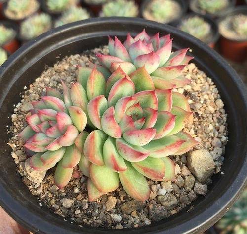 多肉植物中的爆盆之王女雏人称小荷花出了状态美得令人陶醉