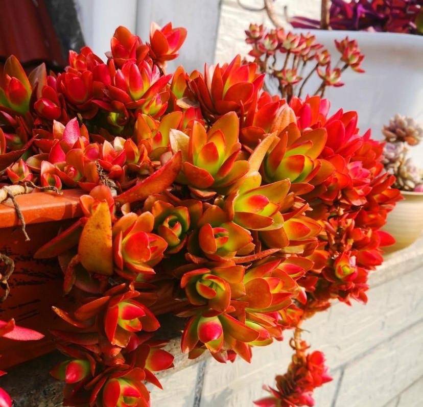 新手必备的多肉火祭当成吊兰养颜色火红就像瀑布一样漂亮