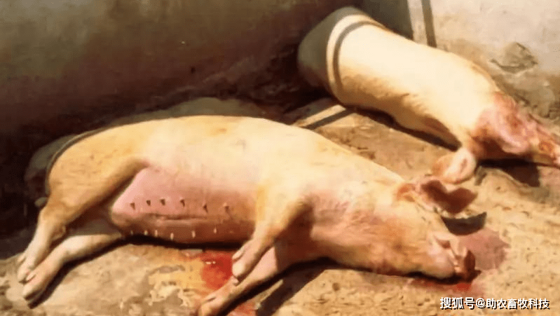 猪场非洲猪瘟净化失败怎么办采用这个方法可以短时间控制和净化下来