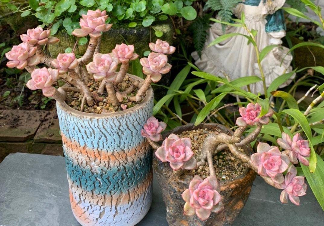 普货多肉红粉佳人,做好4点养成直立桩,颜值,状态就是不一样_品种