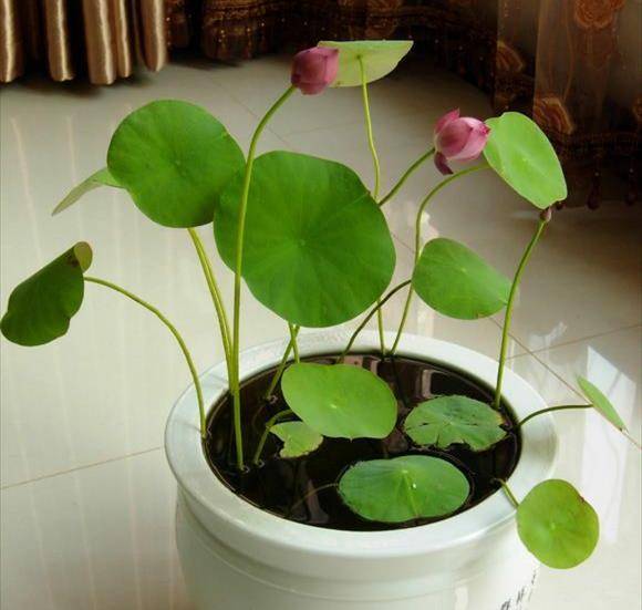 如何种植碗莲 8eb40f57eac04e41aaeae726ded61391.jpeg