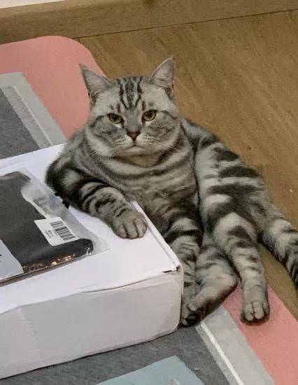 我寻思一只猫有多么嚣张,直到…看见了这位大佬!