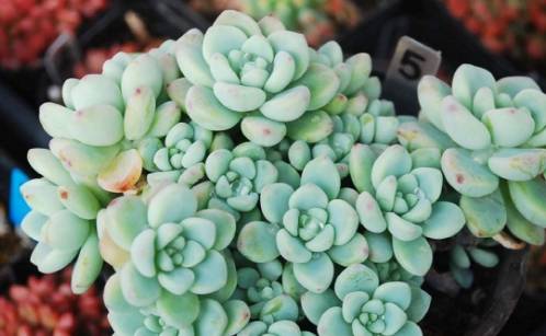 多肉植物养殖方法讲解浇水 96601471c8164330831da9fed2fa74ec.jpeg