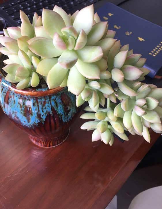 都说黄丽是徒长之王这可不是缺点看看迷人的老桩想放弃控养