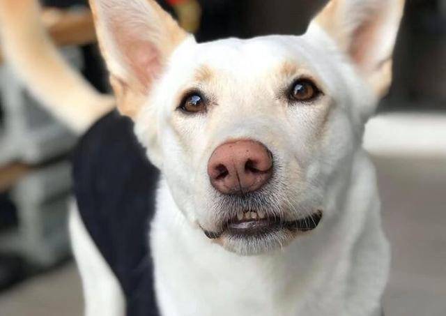 遛狗途中摔倒,狗主顺势装晕不起,土狗的举动让狗主后悔了