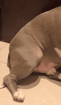恶霸犬怕打雷吓得大腿肌肉狂抖网友对得起你的长相吗