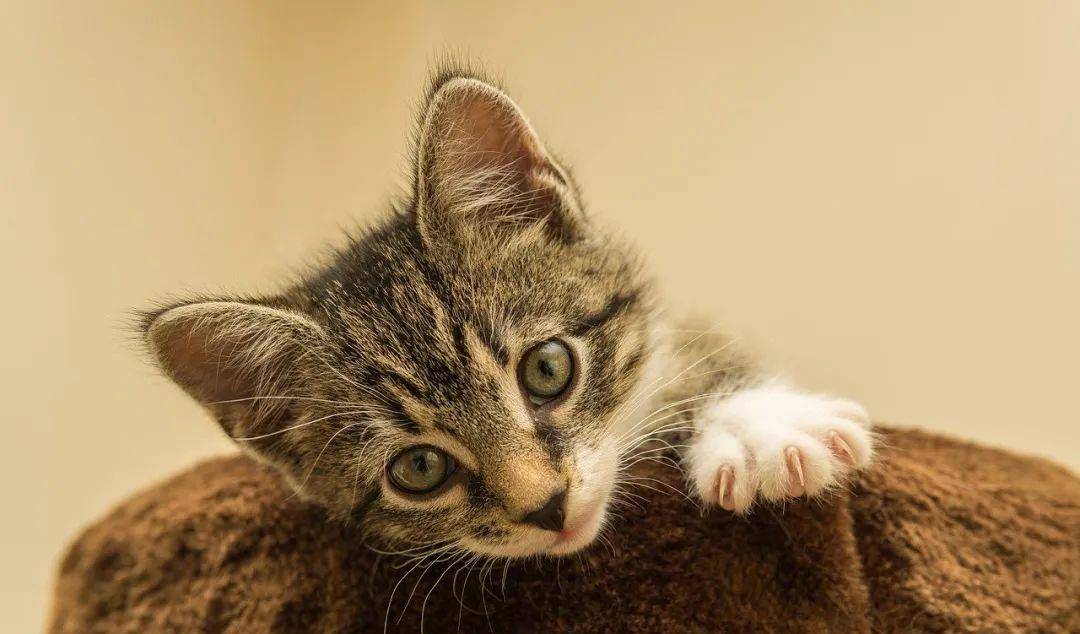 怎么养猫教程 427cc0bd7de4438581d5ec7315e7610a.jpeg